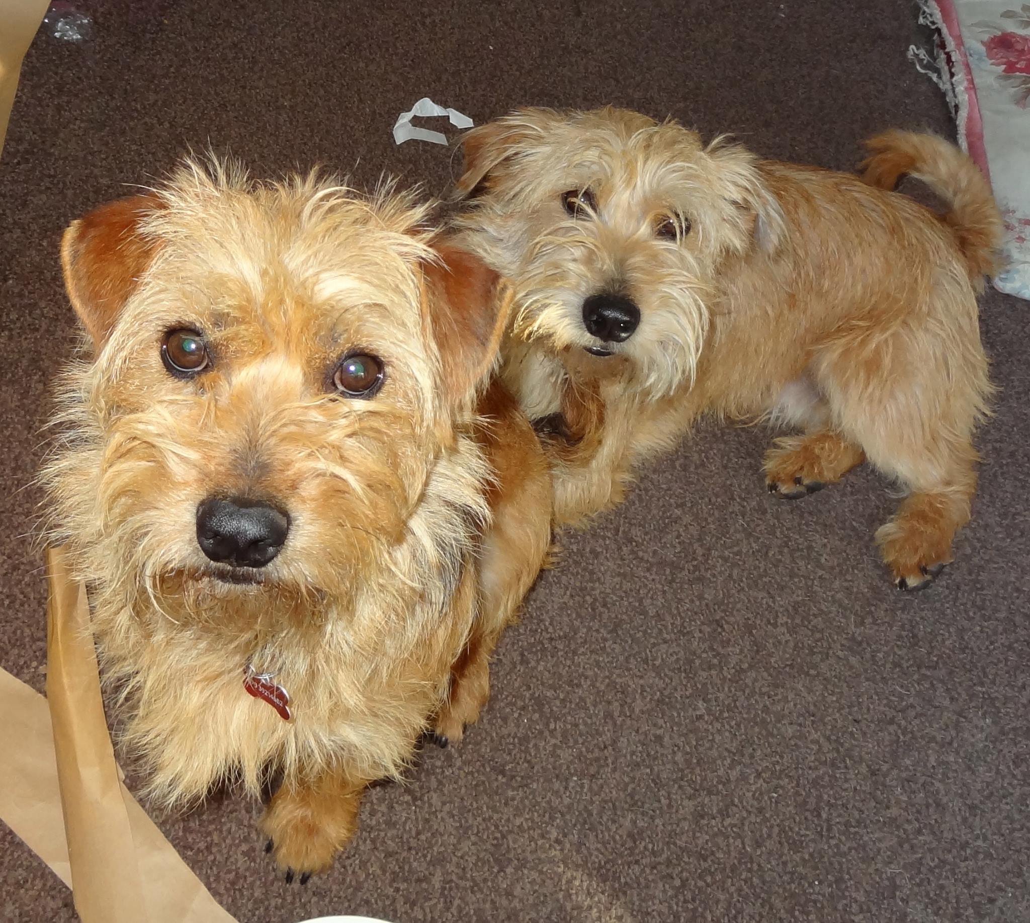 Zippy Zappy Small Terrier Brothers