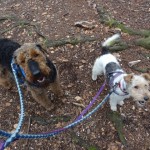 Kathy with Bosso airedale