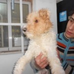 Archie 10 month old wire fox terrier looking for a home.