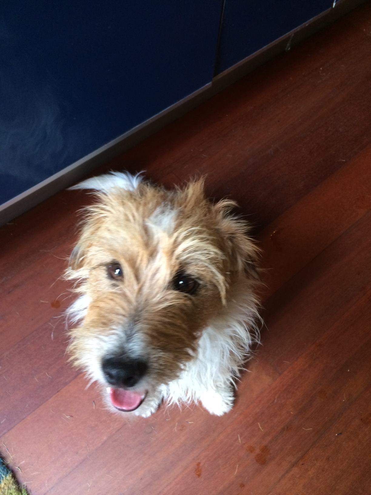 Pancho Villa Terrier SOS a UKbased dog rescue