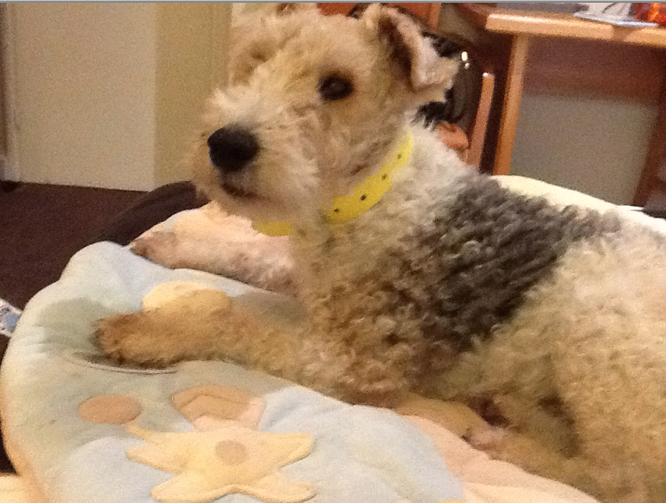 Viking Wire Fox Terrier Terrier Sos A Uk Based Dog Rescue
