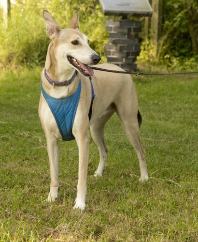 Tara Spanish Greyhound - Terrier SOS - a UK-based dog rescue