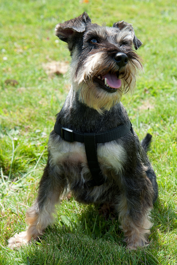 Lili Female Miniature Schnauzer 