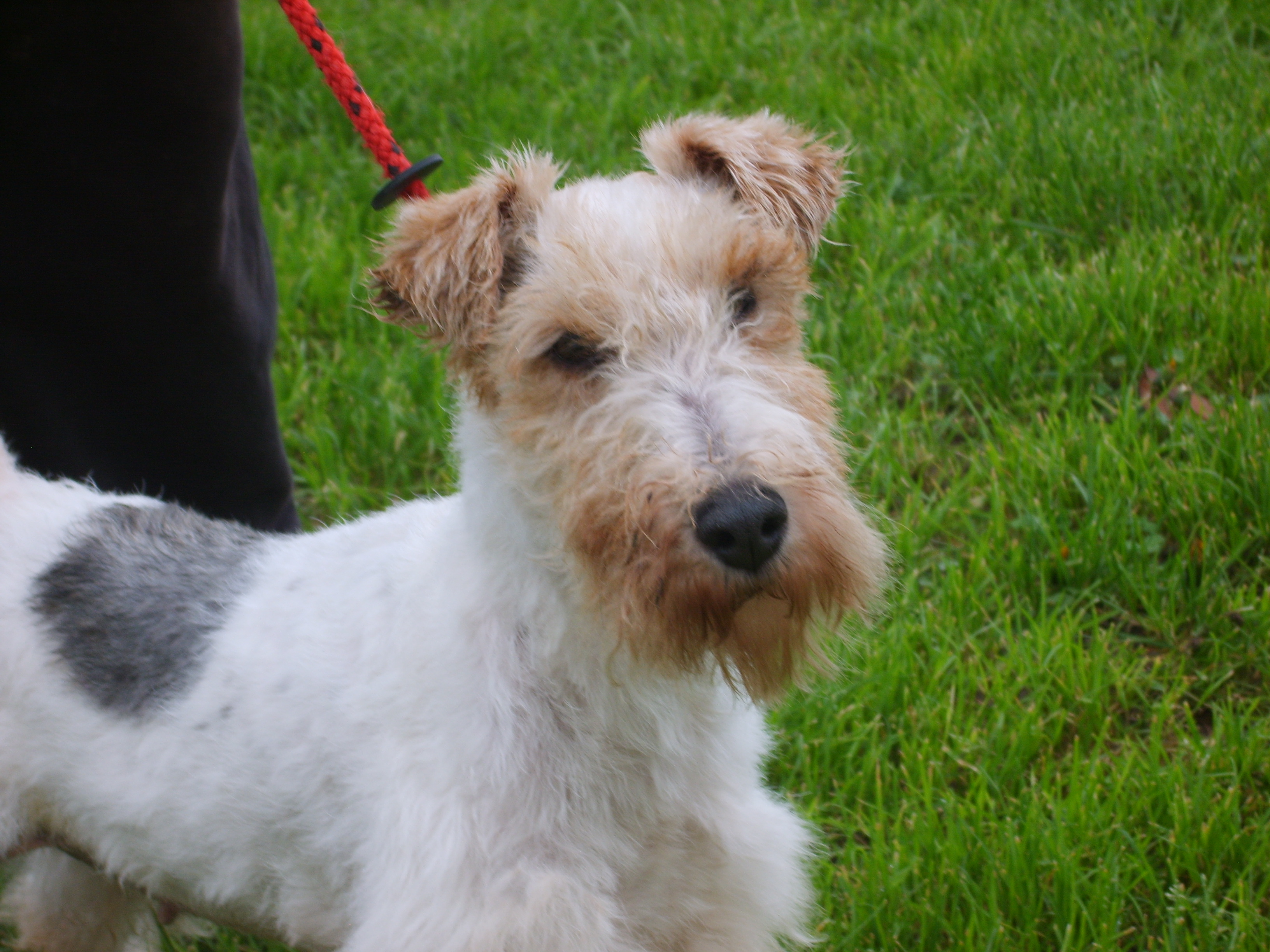 Blue Eyed Wire Haired Terrier Rescue - wide 4