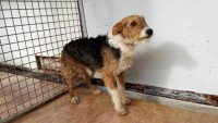 foxyinkennels4
