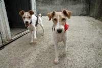 Calisto and his companion in kennels