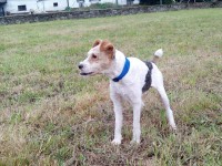 Calisto in foster in Spain