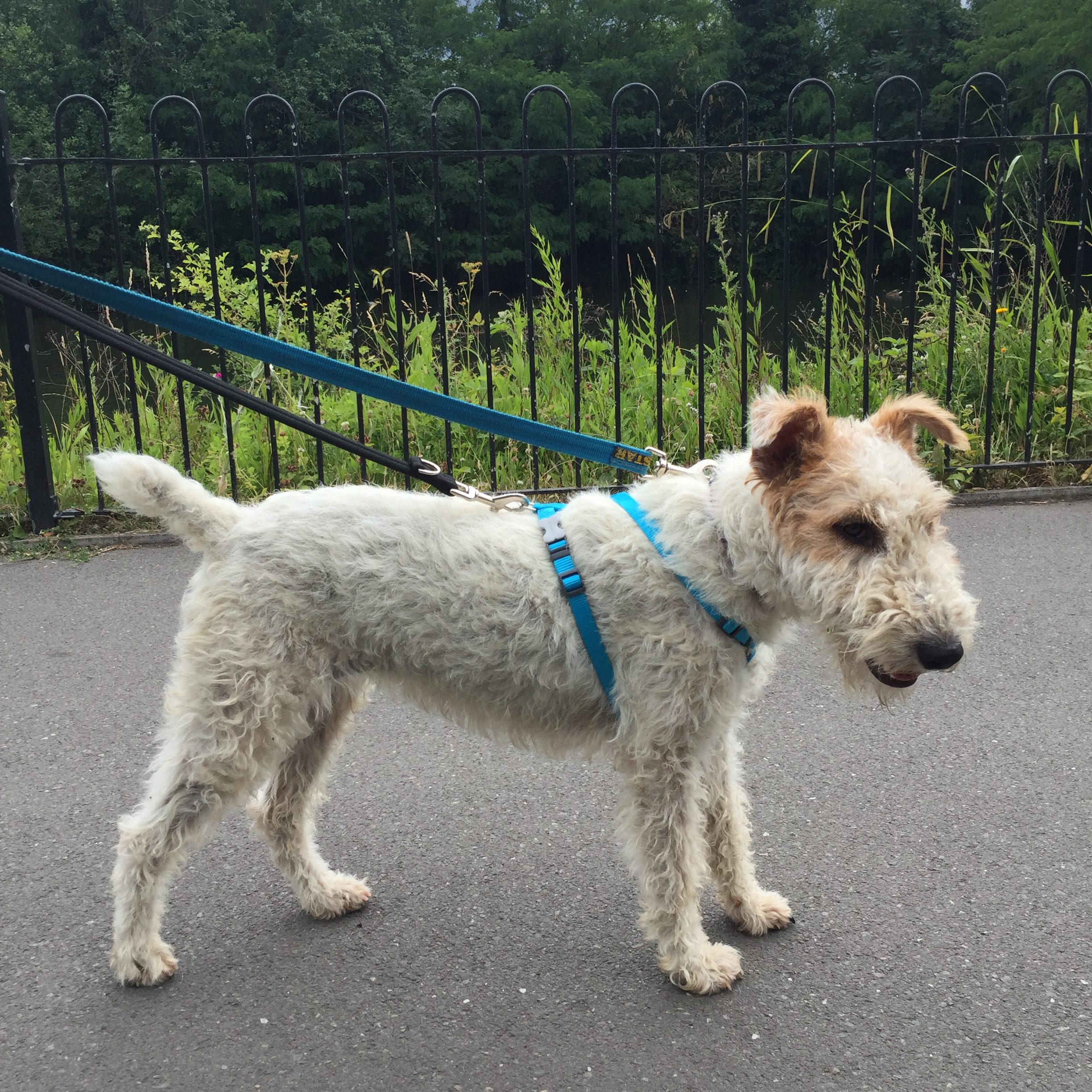 Minnie - Wire Fox Terrier - Rehomed - Terrier SOS - a UK-based dog rescue