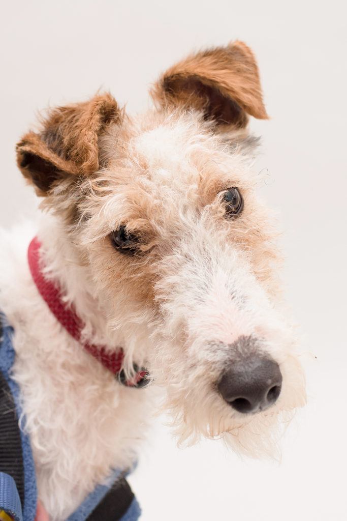 Foxy Gryffin - Wire Fox Terrier - Sanctuary - Terrier SOS - a UK-based ...