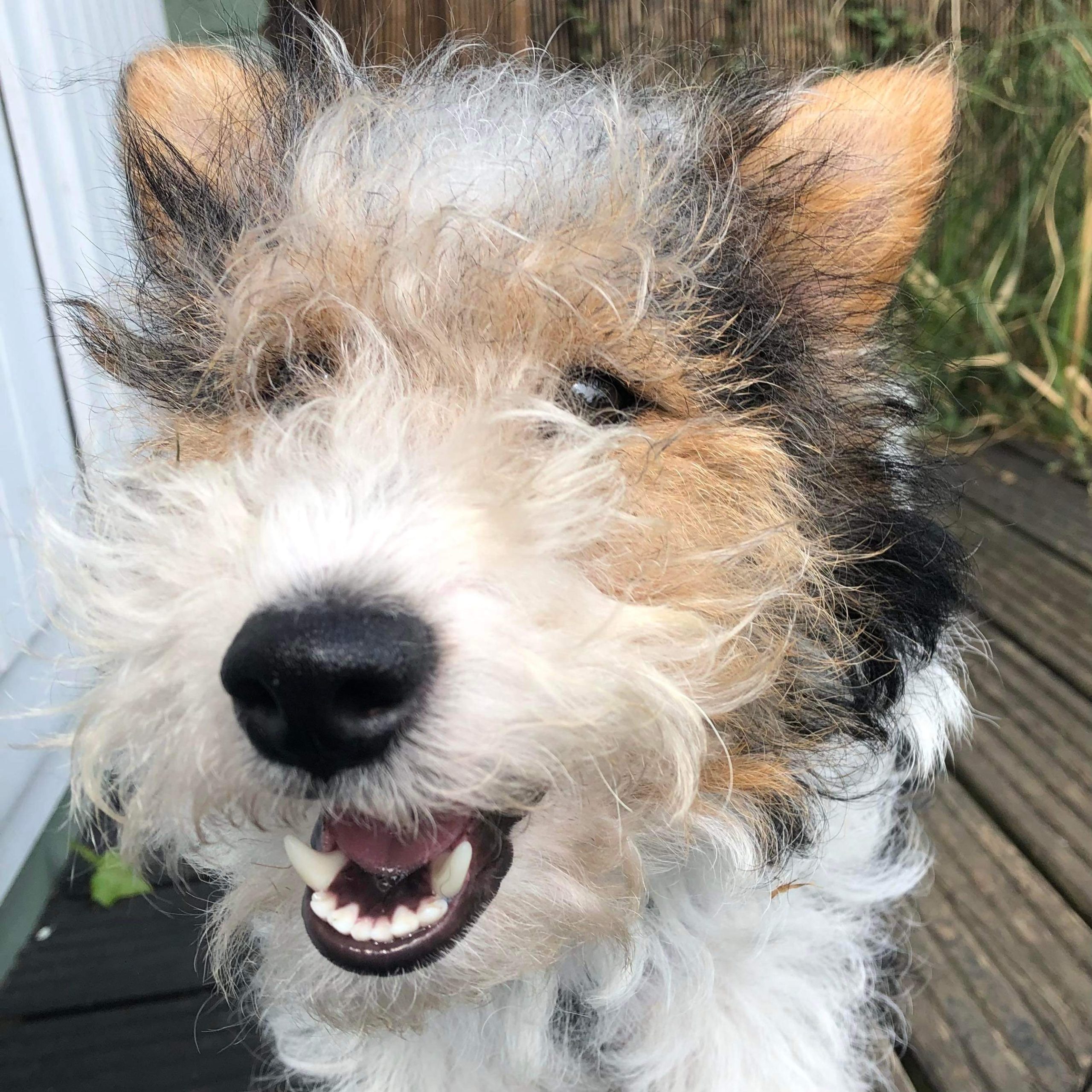 Isabella - Wire Fox Terrier - on Hold - Terrier SOS - a UK-based dog rescue