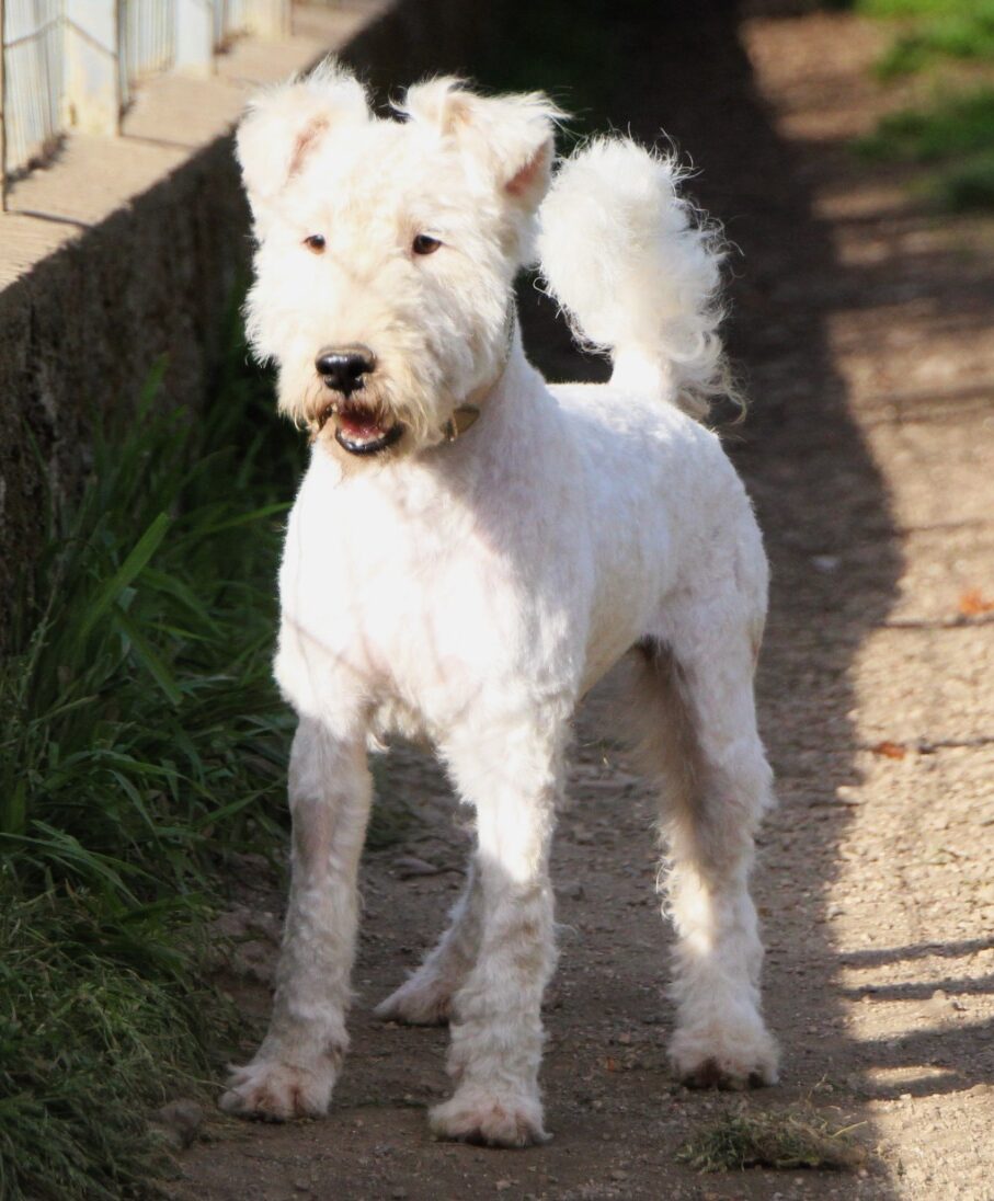 Hector - Fox Terrier - Reserved - Terrier SOS - a UK-based dog rescue